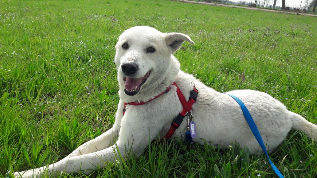 Appello per adozione: Neve cerca casa!