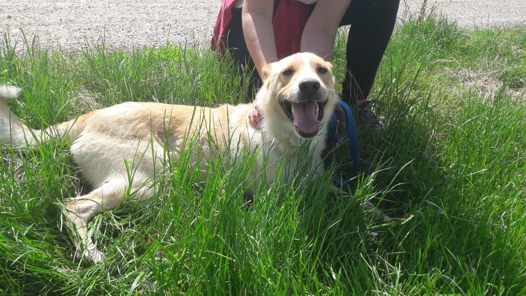 Appello per adozione: Zac cerca casa!