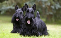 perro Terrier Escocés
