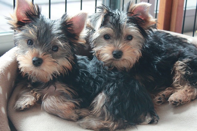 Alimentazione del cane yorkshire terrier