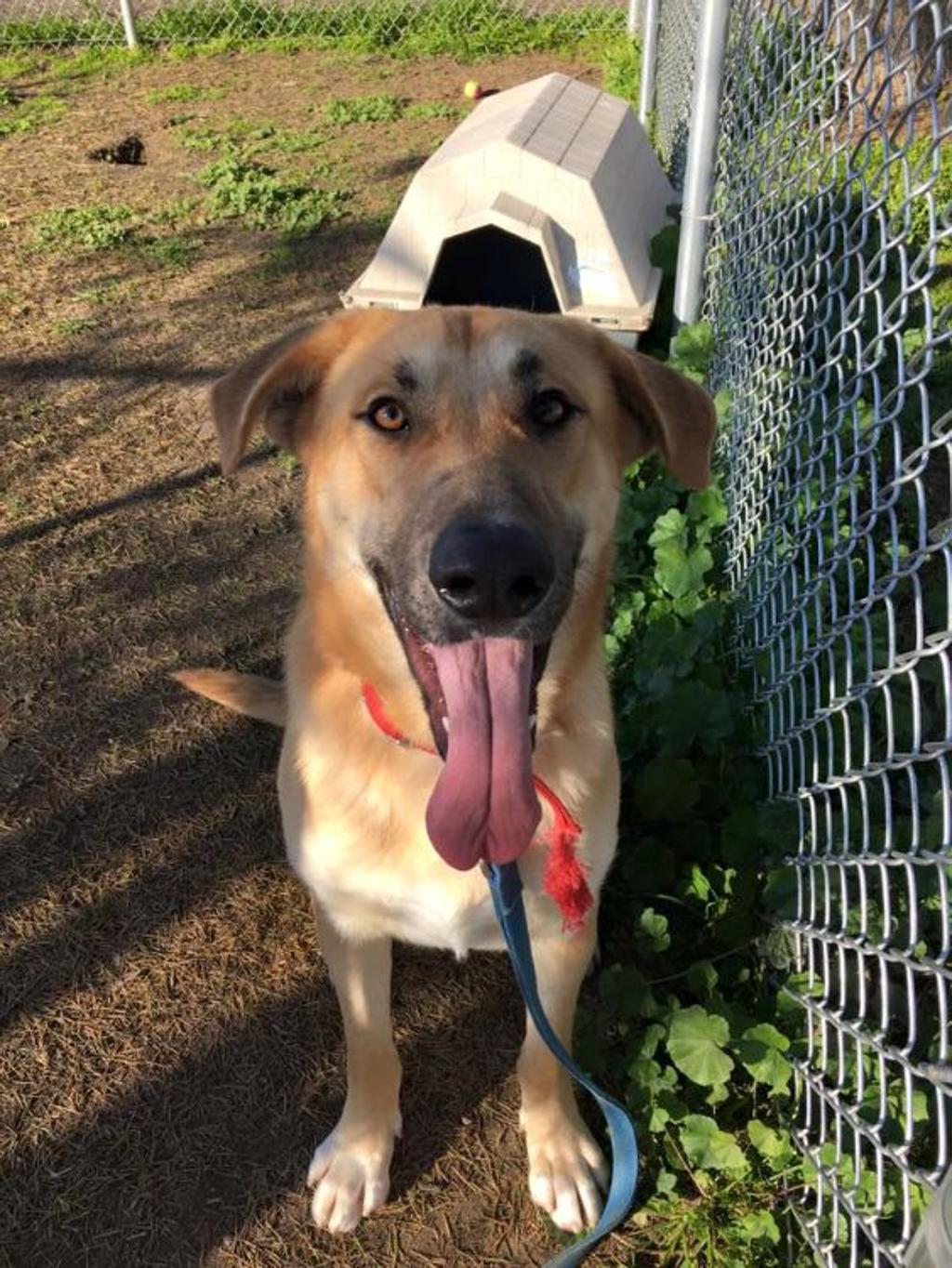 Banjo, il cane abbandonato che attende il suo padrone