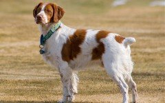 brittany dog