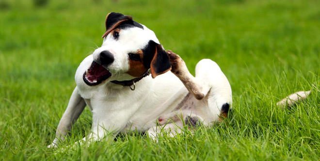 Enfermedades de la piel de los perros: lo que debes saber