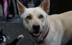 Mi perro se come la comida del gato: qué hacer