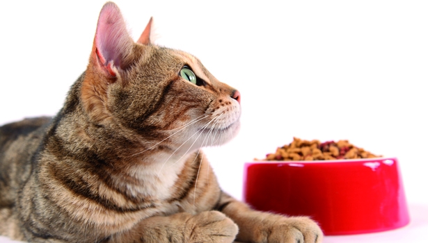 Mi gato vomita comida sin digerir: ¿qué hago?