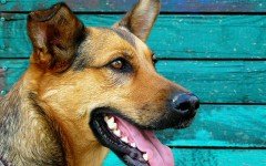 Las Dentaduras Perrunas: todo sobre los dientes del perro