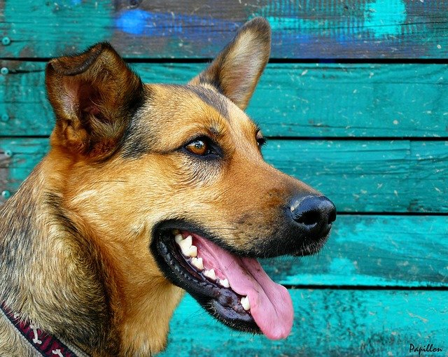 Las Dentaduras Perrunas: todo sobre los dientes del perro