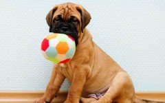 Productos para perros: Las cosas para perros mas importantes