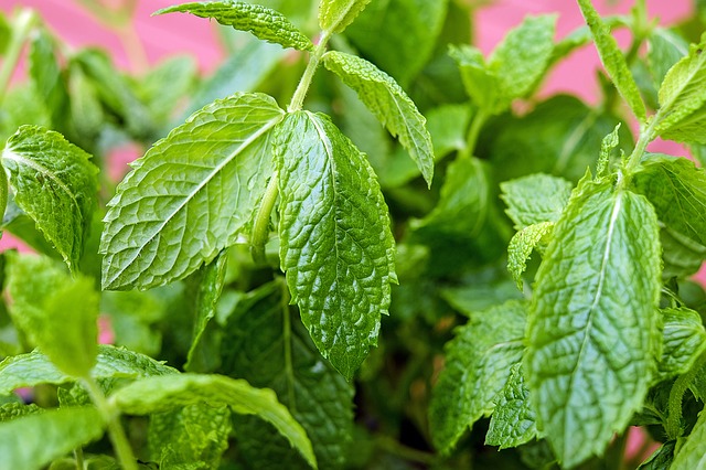Menta Piperita: potente antiparassitario per gli animali