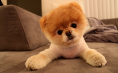 Boo the Dog - The World's Cutest Dog with over 17 million fans