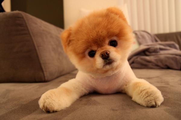 Boo the Dog - The World's Cutest Dog with over 17 million fans