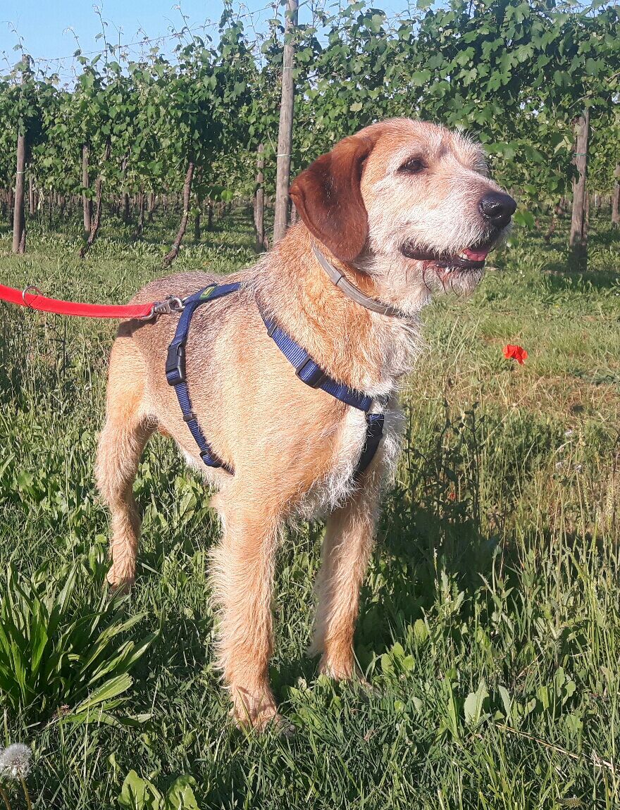 Appello per adozione: Artù cerca casa!