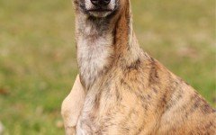 whippet dog