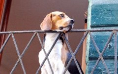 cane sul balcone