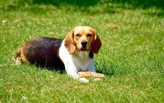 beagle dog