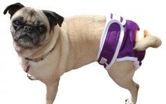 dog diapers