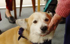 therapy dogs