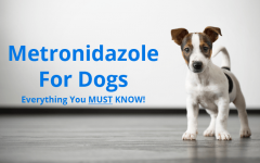 metronidazole for dogs