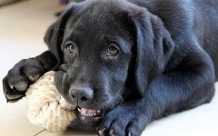 dog's skin allergies