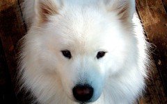 samoyed dog