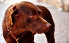 prednisone for dogs