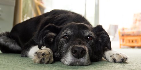 Glucosamine for dogs