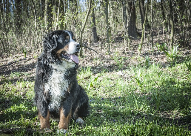 What is a Mountain Dog and Which are the Best