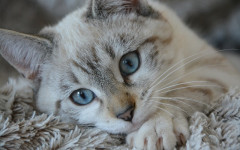 Frontline Plus for Cats: Characteristics and Reviews