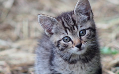 7 Crazy Facts About Cat Anatomy