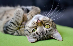 Got a New Kittie? Check out These Male Cat Names