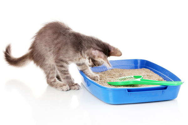 How to Choose the Best Cat Litter for your Friend