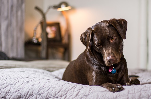 Dog-Friendly Hotels: our pets deserve premium service too
