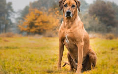 Rhodesian Ridgeback Dog: Origins, Characteristics and Personality