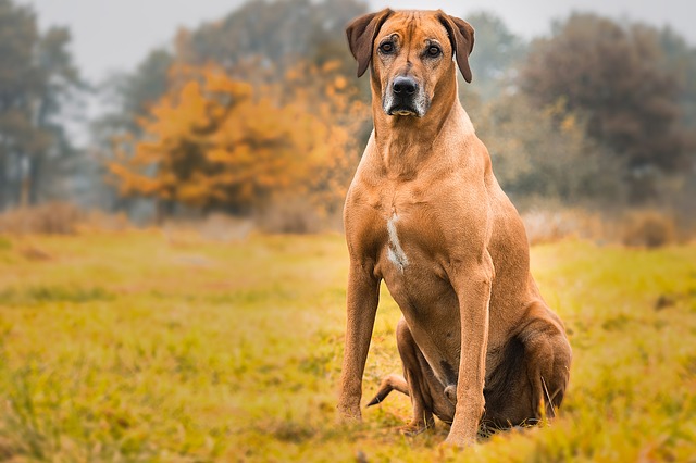 Rhodesian Ridgeback Dog: Origins, Characteristics and Personality
