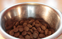 dog food reviews