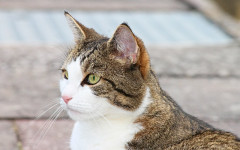 Ear Mites in Cats: How to Control Them