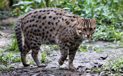 The Fishing Cat: Another Cousin from your Cat's Family