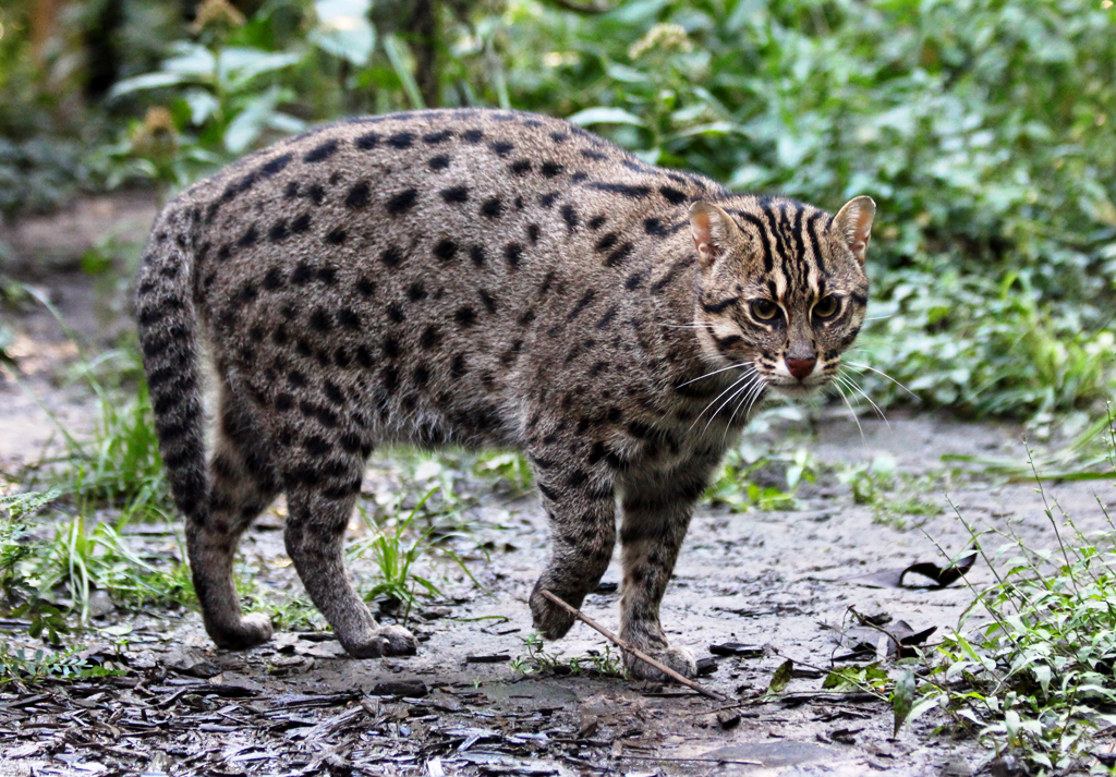 The Fishing Cat: Another Cousin from your Cat's Family