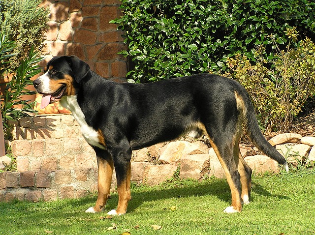 Greater Swiss Mountain Dog: Origins, Characteristics, Personality