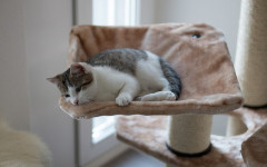 Get Your Friend a Nice Cat Condo