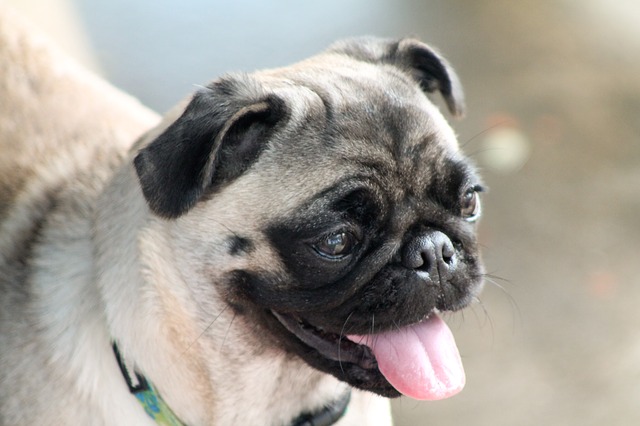 Fun Facts you did not Know About the Pug Dog