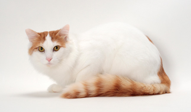Turkish Van
