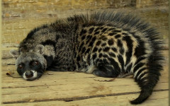 A Civet Cat: Are they really cats?