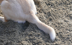 Dog tail