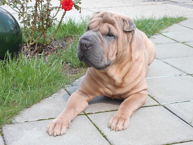 Shar Pei: Characteristics, Personality, and Care