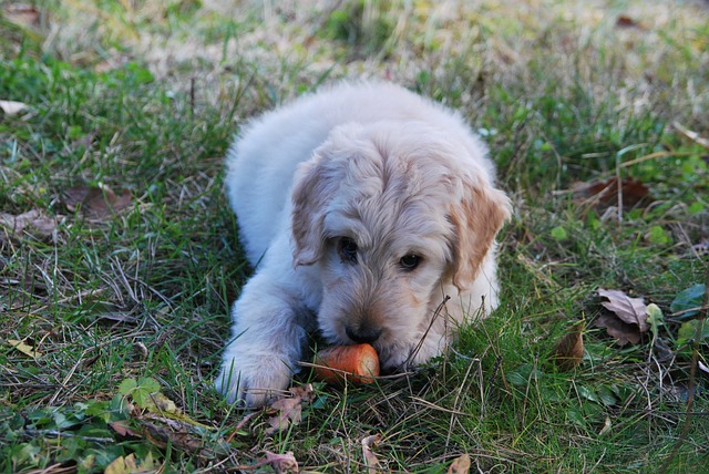 Dog Food Brands: a surver of the most popular dog food brands