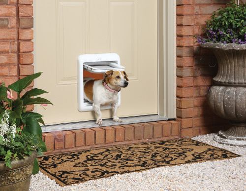 Dog Door: guide to getting your pet the best dog door