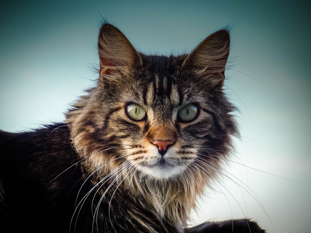 maine coon cats for sale