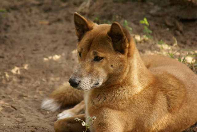 New Guinea Singing Dog: the rarest breed of dog