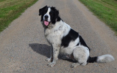 Perro gigante: las razas de perro más grandes del mundo